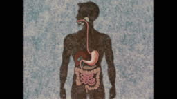 The Digestive System Part 2 Of 30 Using Precise Animation And Photography This Fascinating Film Shows The Mechanical And Chemical Processes Of Digestion The Film Traces Food Through The Digestive System Illustrating The Digestive System Part 2 Of 30 Using Precise Animation And Photography This Fascinating Film Shows The Mechanical And Chemical Processes Of Digestion The Film Traces Food Through The Digestive System Illustrating