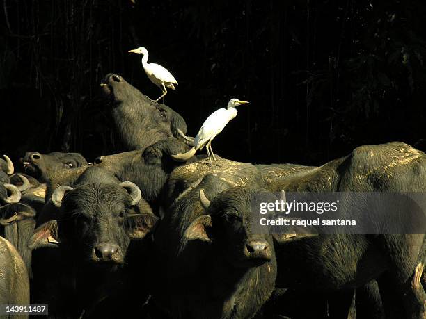 buffalos and bird - ox oxen - fotografias e filmes do acervo