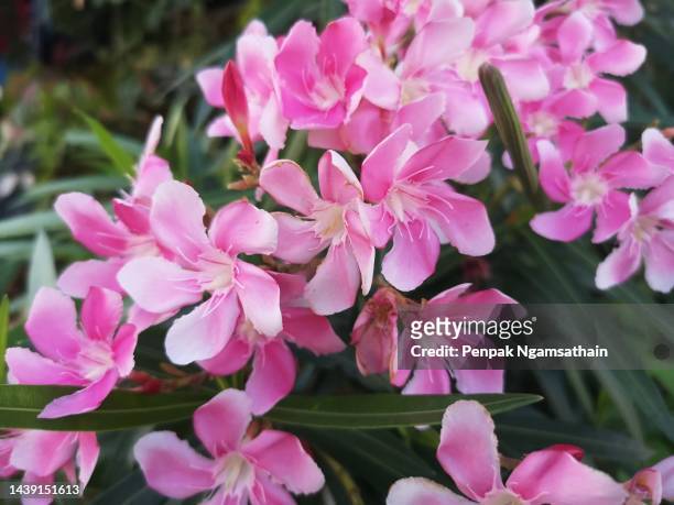 sweet oleander, rose bay, nerium oleander name pink flower tree in garden on blurred of nature background, leaves are single oval shape, the tip and the base of the pointed smooth not thick hard with dark green - oliandro imagens e fotografias de stock
