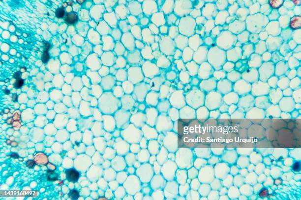 microscopic view of stem of cotton - stem cell stock pictures, royalty-free photos & images
