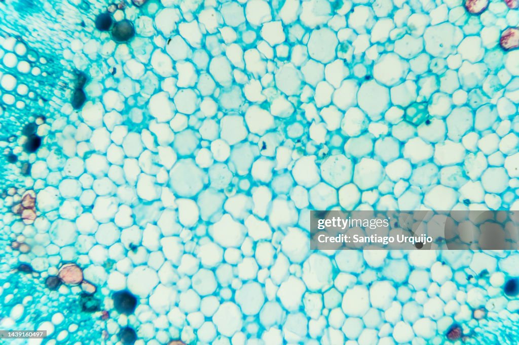 Microscopic view of stem of cotton