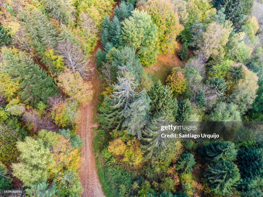 Aerial view of a dirt road traversing a mixed forest in autumn