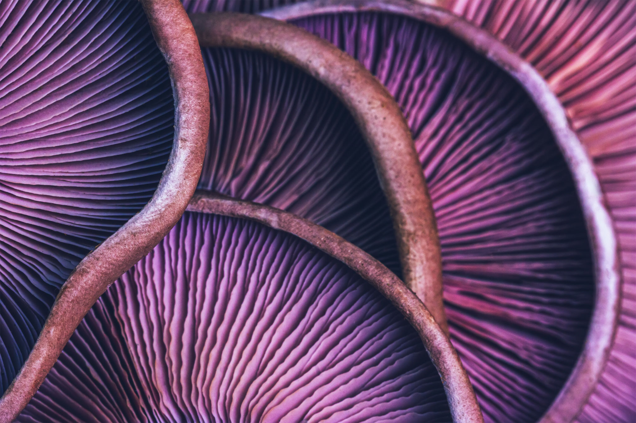 macro photography nature