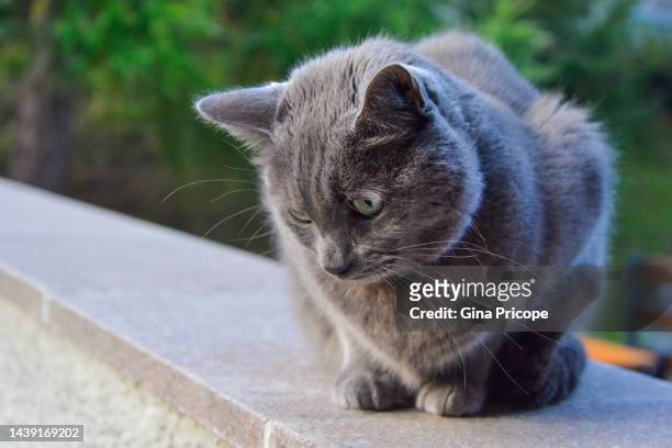 gray cat looking below. - mixed breed cat stock pictures, royalty-free photos & images