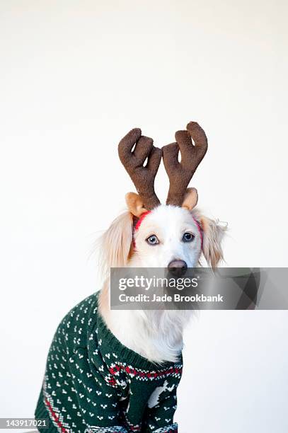 dog in ugly christmas sweater - christmas jumper stock pictures, royalty-free photos & images