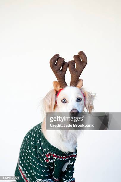 dog in ugly christmas sweater - suéter natalino - fotografias e filmes do acervo