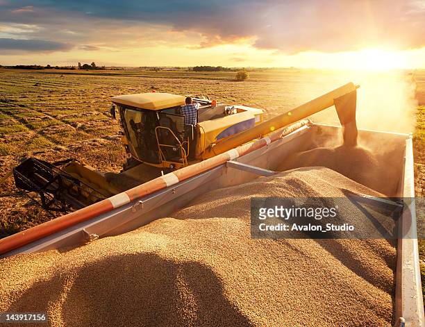 収集開発 - maize harvest ストックフォトと画像