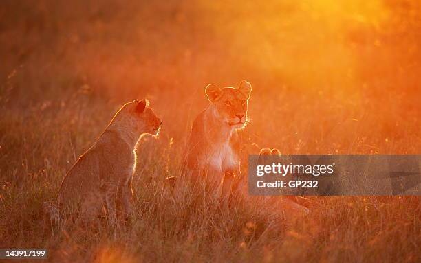 pride at dawn - lion lioness stock pictures, royalty-free photos & images