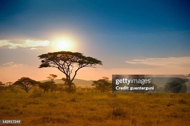 acacias trees in the sunset in serengeti, africa - africa landscape stockfoto's en -beelden