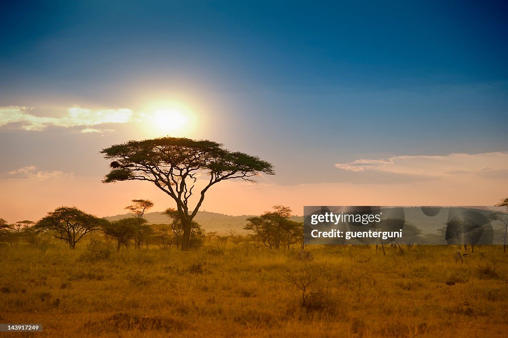Acacias trees in the sunset in Serengeti, Africa