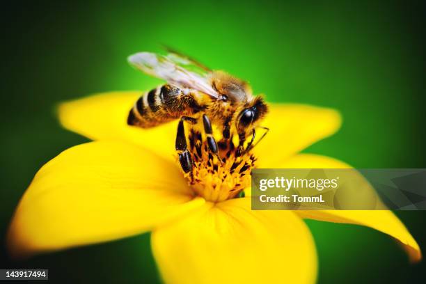 bee collecting pollen - bees on flowers stockfoto's en -beelden