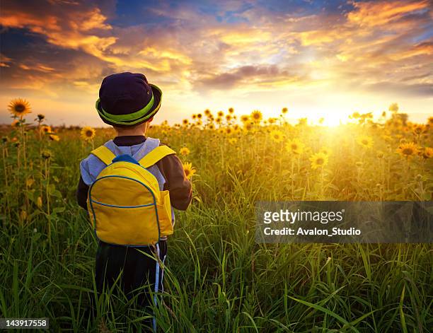 small schoolboy in field with sunflowers - first day of summer stock pictures, royalty-free photos & images