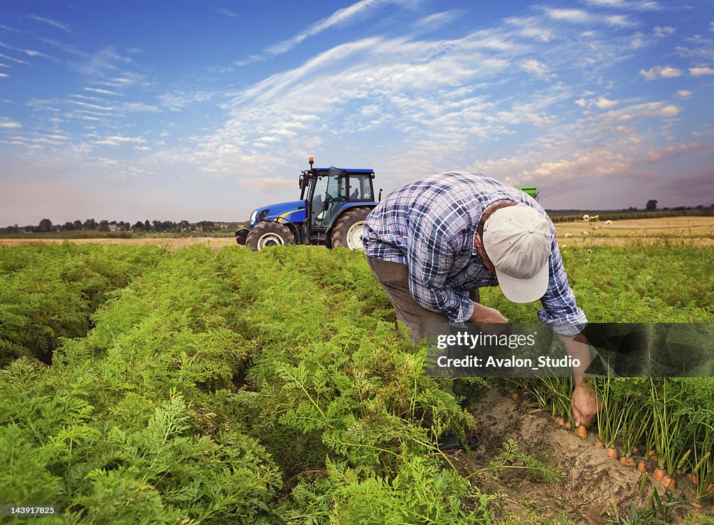 Plantation zanahorias