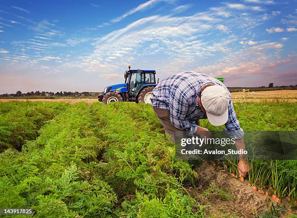 plantation carrots - tractor in field stockfoto's en -beelden