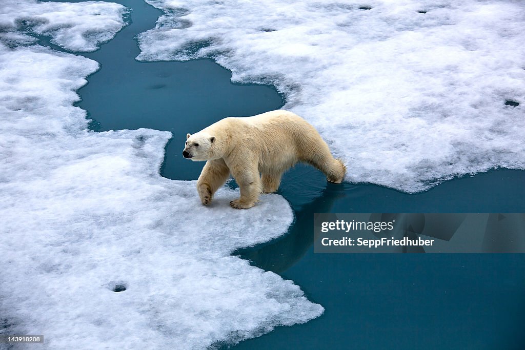 Polar bear auf Packeis mit Teich