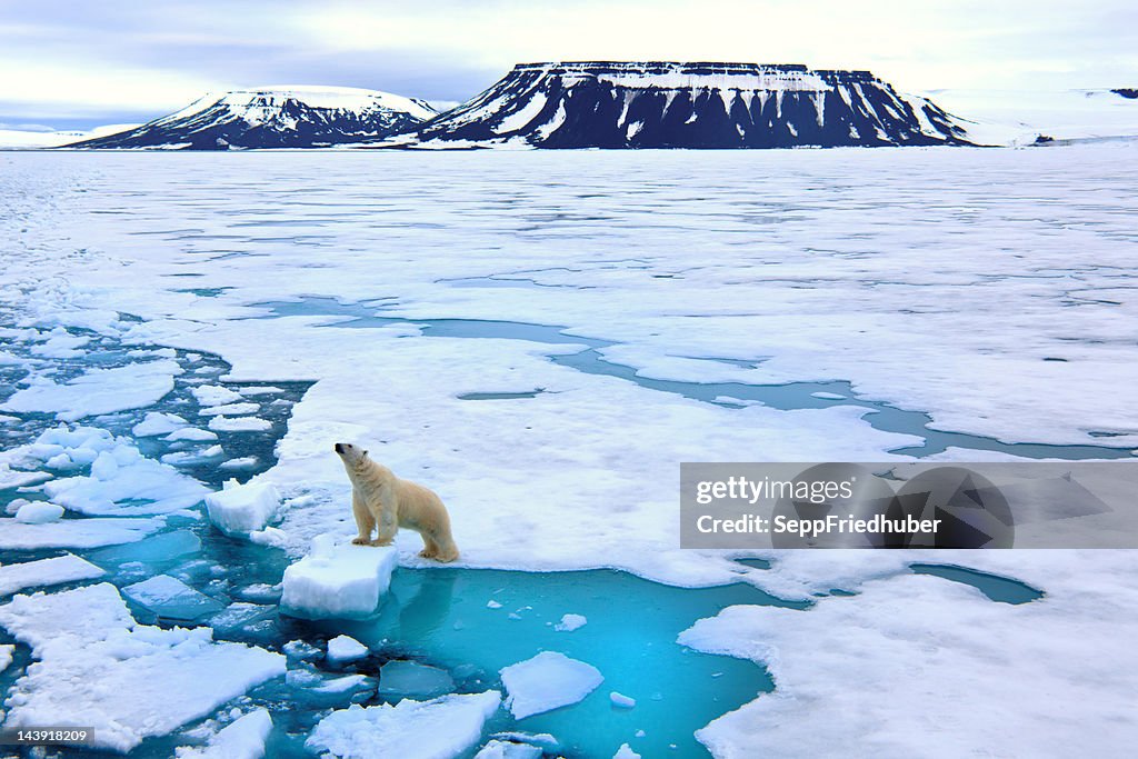Polar bear auf Packeis