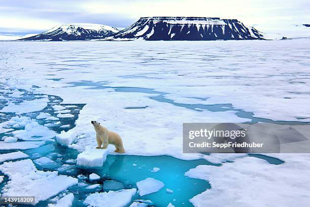 ours polaire sur plaque de glace - arctique photos et images de collection