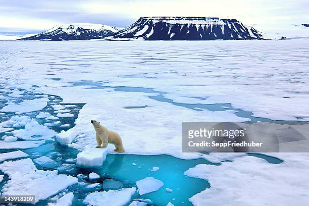 orso polare su pack - cambiamenti climatici foto e immagini stock