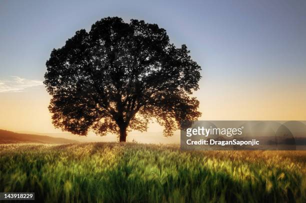 árvore e campo de trigo - árvore isolada - fotografias e filmes do acervo