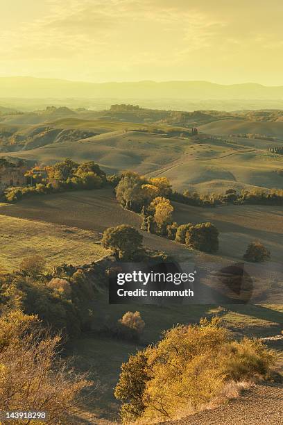 sunset in tuscany - grove stock pictures, royalty-free photos & images