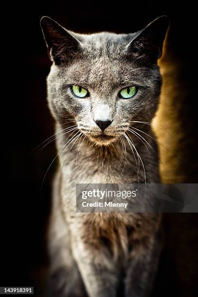 abrigo de animais retrato de gato série iii - green eyes - fotografias e filmes do acervo