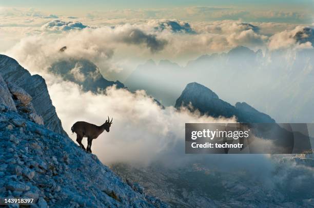 rock cabra en el pico de la montaña - ibex fotografías e imágenes de stock