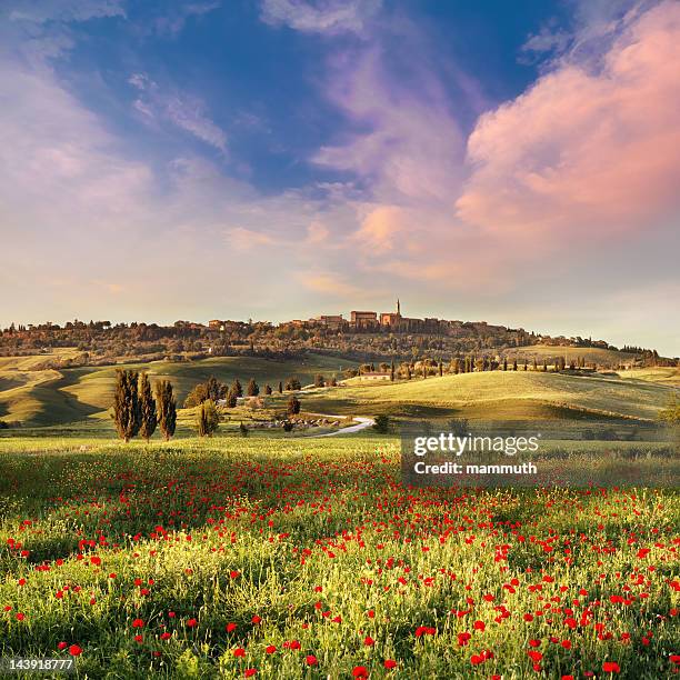 campo di papaveri al tramonto in toscana - campagne foto e immagini stock