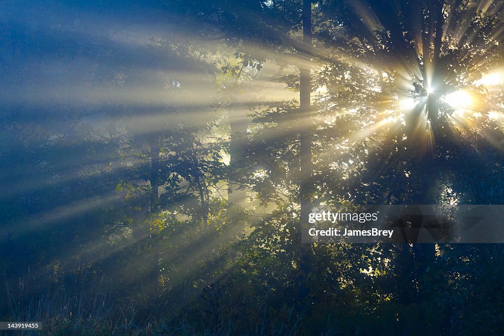 Sun Rays Penetrate Dense Forest Fog