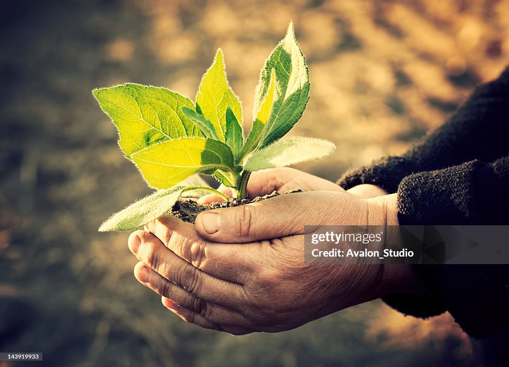 Senior Women with a plant in hands.