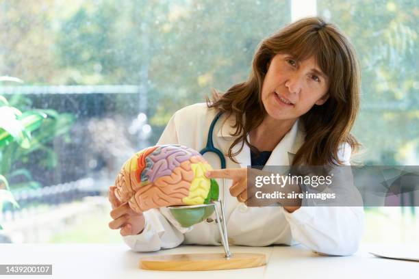 view of a doctor waist up and her hand is pointing to a colored yellow zone of a brain model in her office. a doctor shows a brain model in her office - neurologist stock pictures, royalty-free photos & images