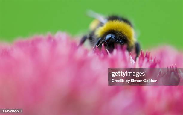 close up of a bumble bee on an ice plant - buzzing hair stock pictures, royalty-free photos & images