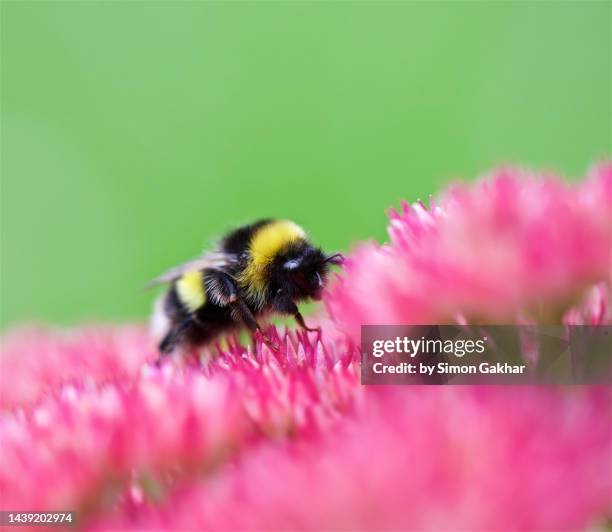 close up of a bumble bee on an ice plant - buzzing hair stock pictures, royalty-free photos & images