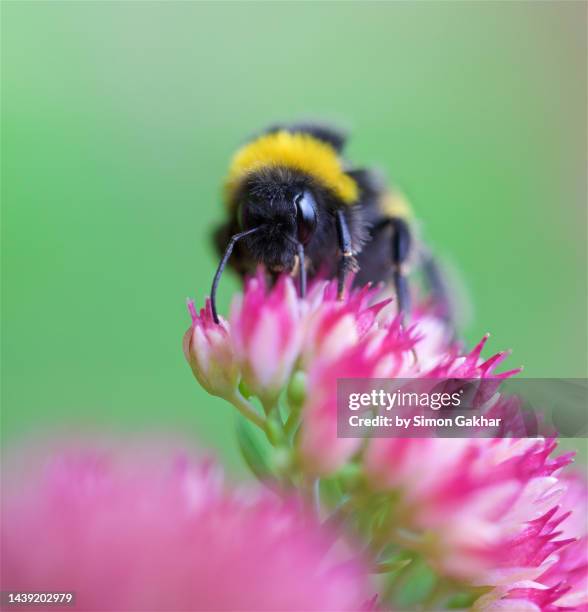 close up of a bumble bee on an ice plant - buzzing hair stock pictures, royalty-free photos & images