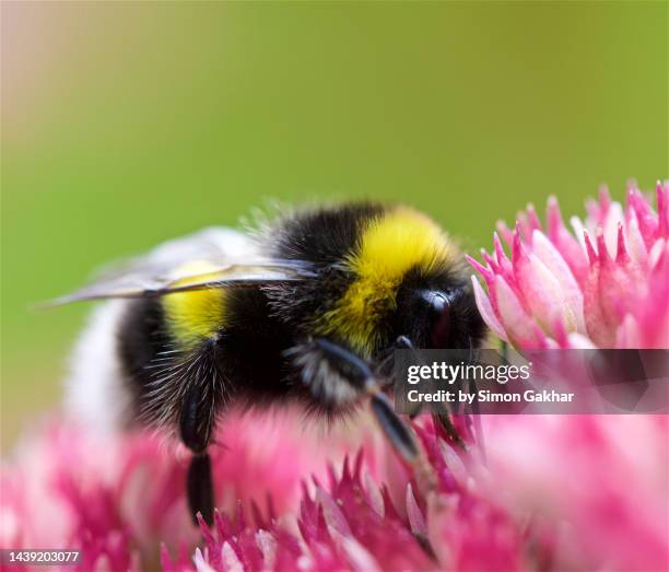 close up of a bumble bee on an ice plant - buzzing hair stock pictures, royalty-free photos & images