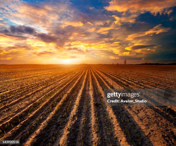 sprouted cereal in the field - farm sunset stock pictures, royalty-free photos & images