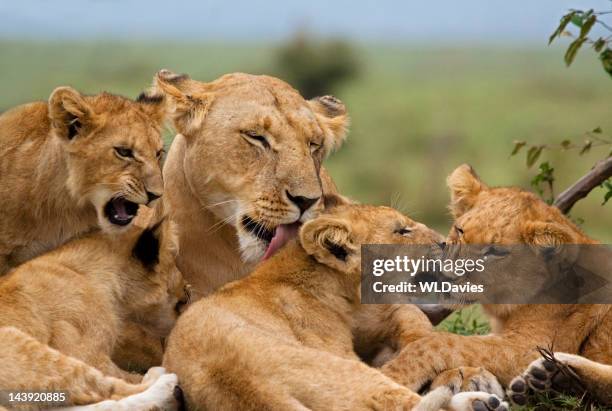 lions cubs - cub photos et images de collection