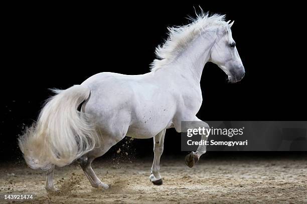 galloping stallion - white horse stock pictures, royalty-free photos & images