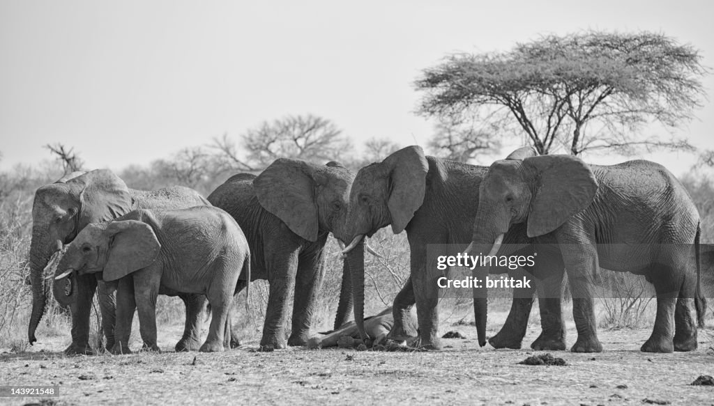 Elefantes luto morto Bebé