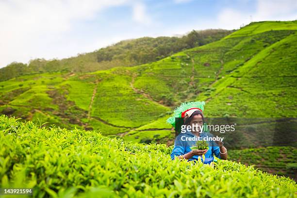 sri-lankische tea picker - india tea plantation stock-fotos und bilder