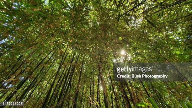 bamboo forest - evergreen plant stock pictures, royalty-free photos & images