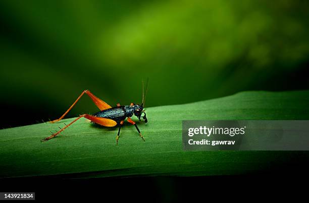 tiny orange and black cricket on grass leaf - syrsa insekt bildbanksfoton och bilder