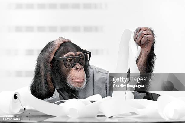 hombre de negocios en ropa chimpancé - monkey wearing glasses fotografías e imágenes de stock