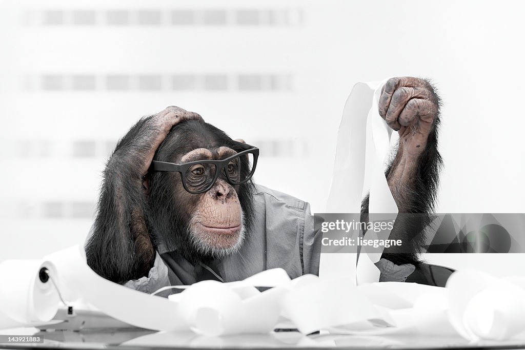 Male chimpanzee in business clothes