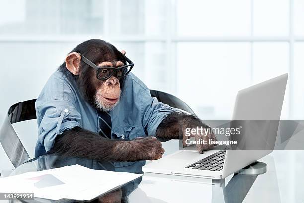 männliche schimpansen-gattung in business-kleidung - monkeys stock-fotos und bilder