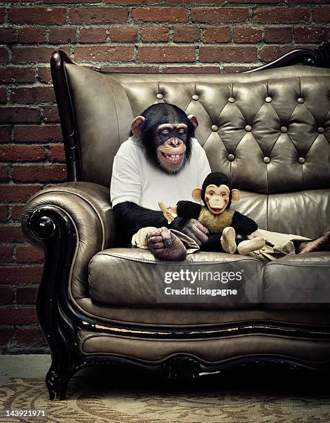 Chimp In House Chimpanzee House Photos and Premium High Res Pictures - Getty Images