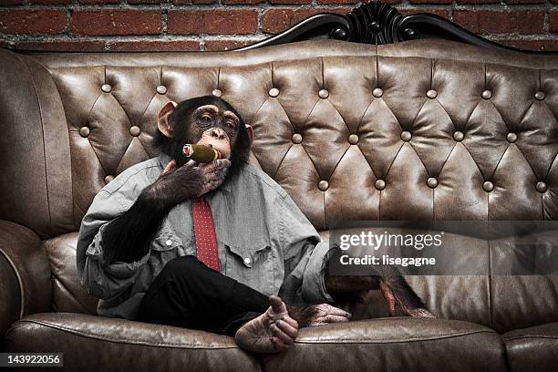 male chimpanzee in business clothes - chimpanzee smoking stock pictures, royalty-free photos & images