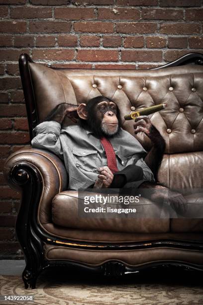 male chimpanzee on a couch - funny monkeys stockfoto's en -beelden