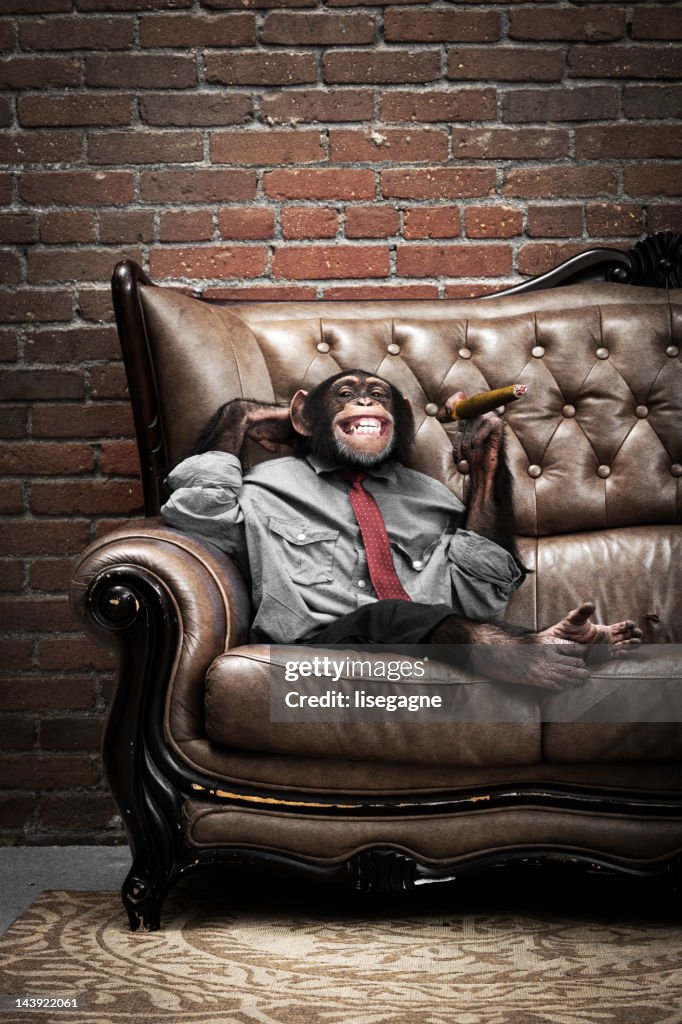 Mâle Chimpanzé sur un canapé