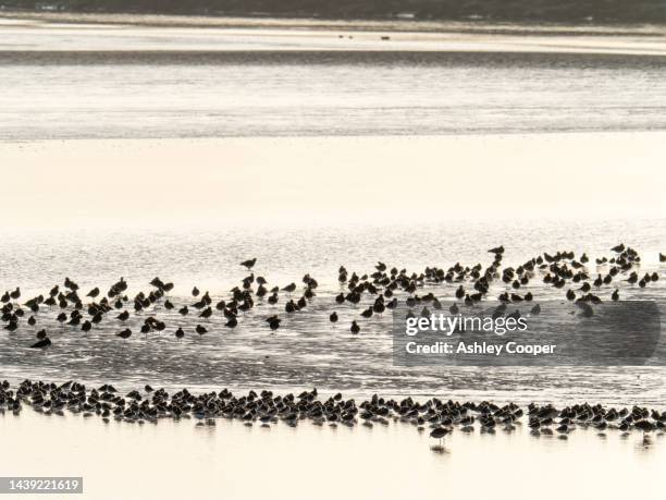 a flock of dunlin, lapwing and golden plover on the estuary of the river wampool at anthorn on the solway, cumbria, uk. - dunlin bird stock pictures, royalty-free photos & images