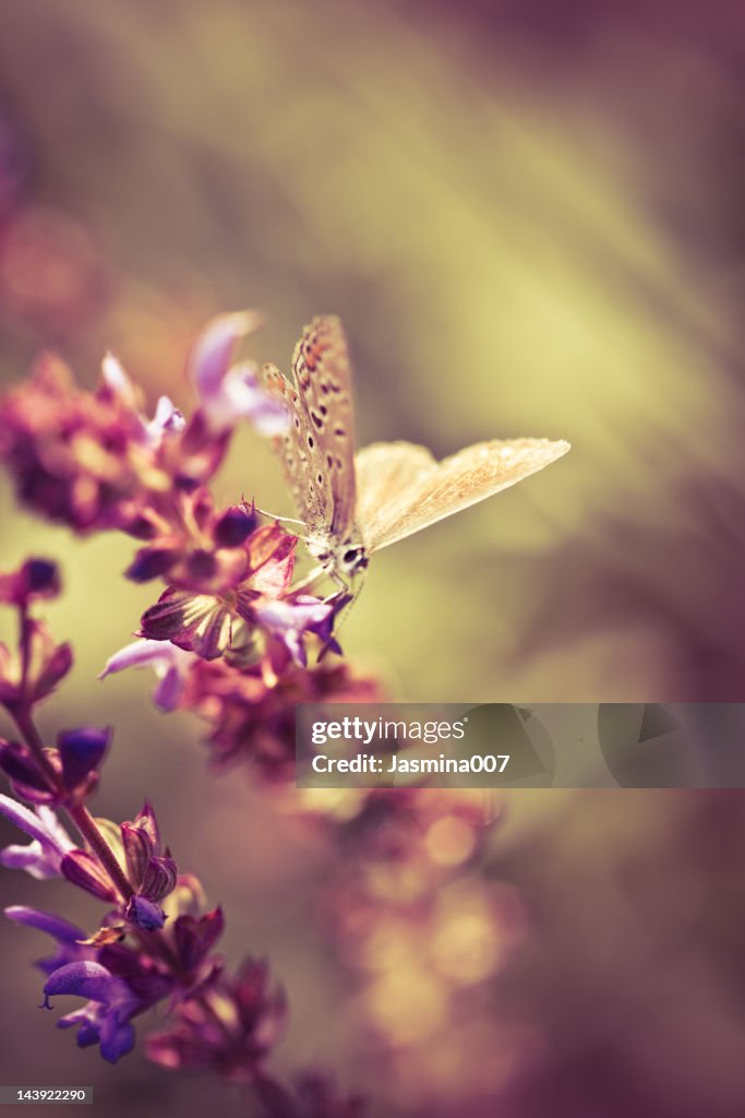 Butterfly on wildflower